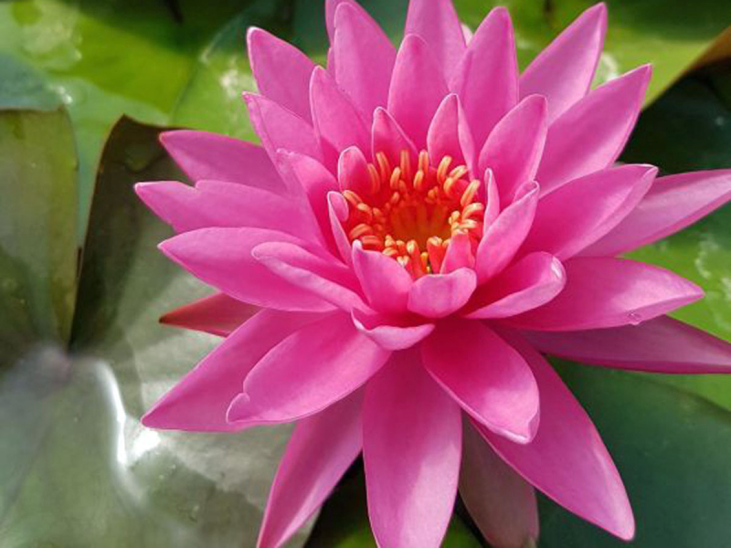 Seerose - Charlene Strawn